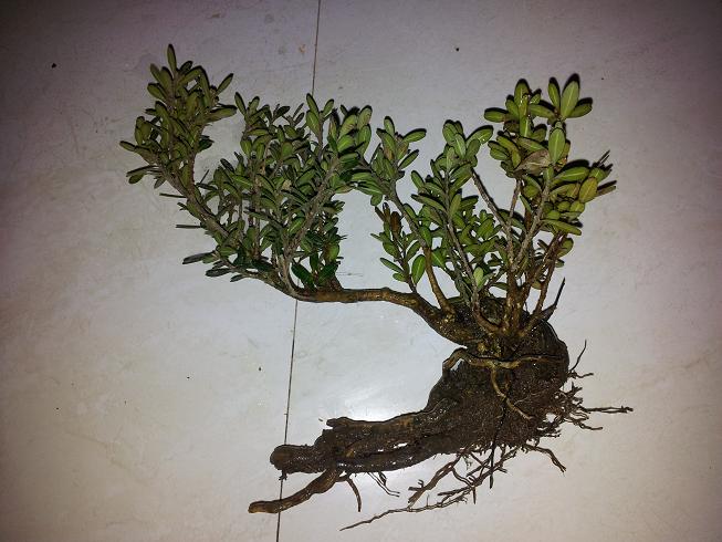 20121111_214232.jpg