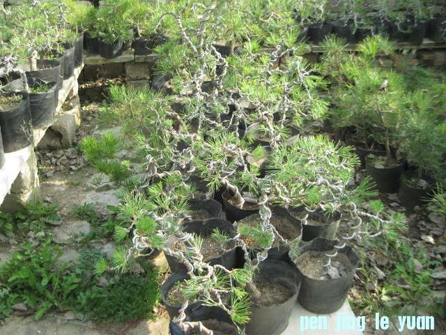 2012-11-07ز 018.jpg