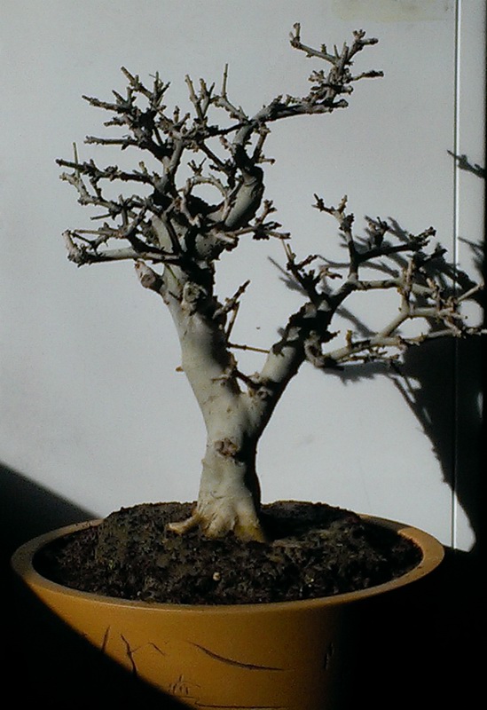 IMAG0449.jpg