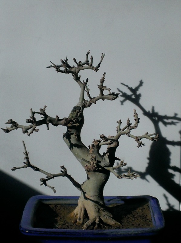 IMAG0451.jpg