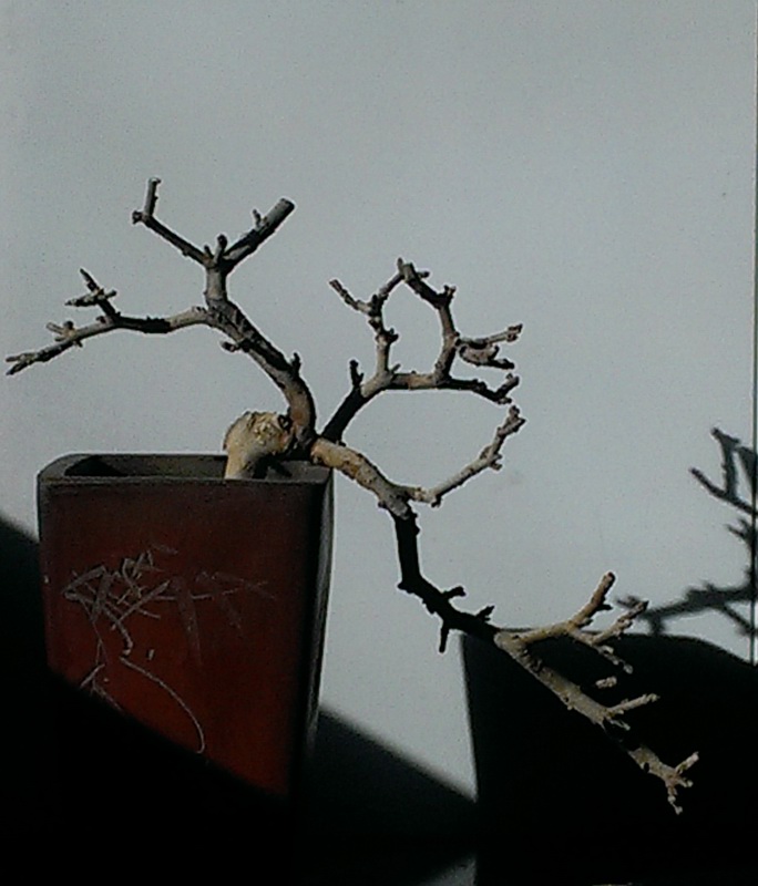 IMAG0459.jpg
