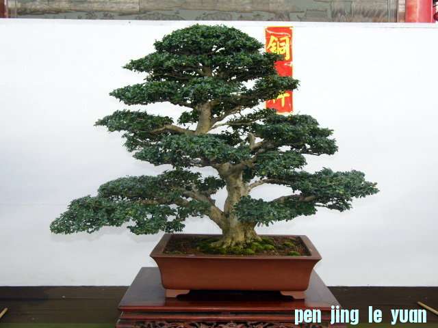 Ic0COWndB456v7iPshDWRg.jpg