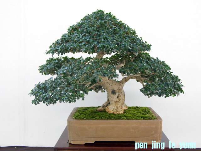 iJmAAoJnhx1byBe8UJxXiw.jpg
