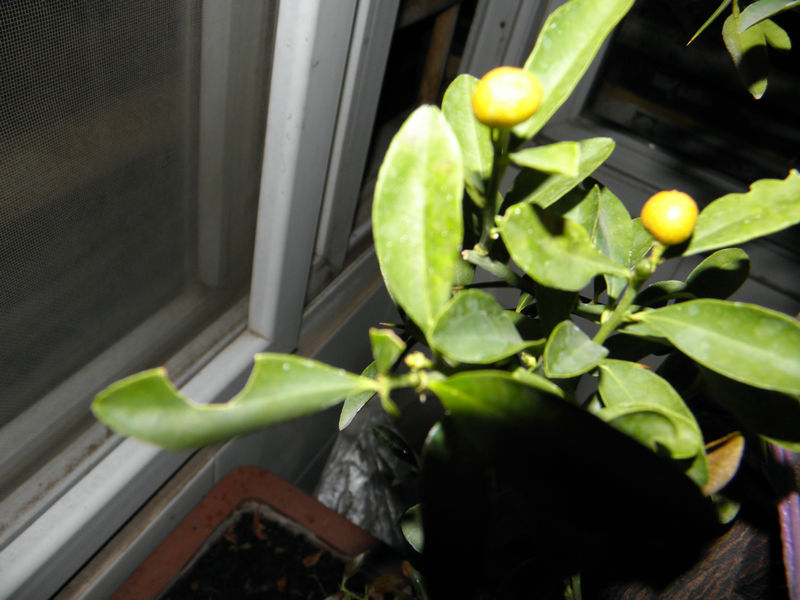 P1011254.JPG