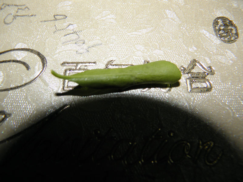 P1011257.JPG