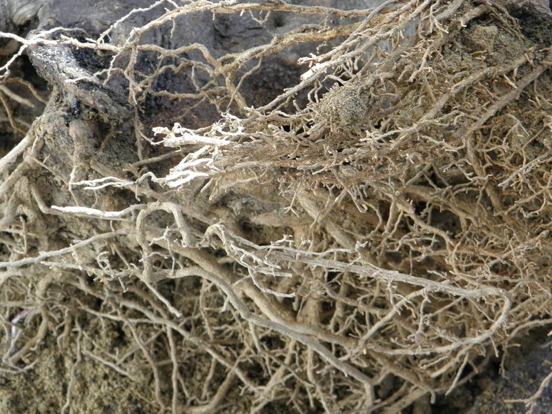 P1011287.JPG