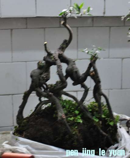 DSC_0964.JPG