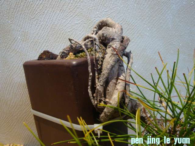 DSC01070.JPG