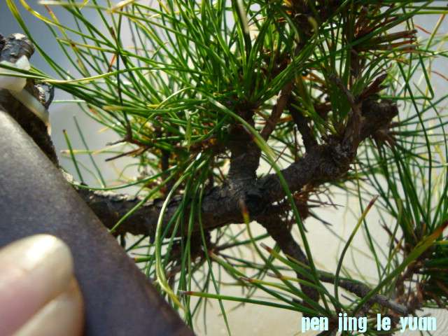 DSC01071.JPG