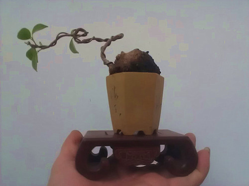 IMAG0558_.jpg