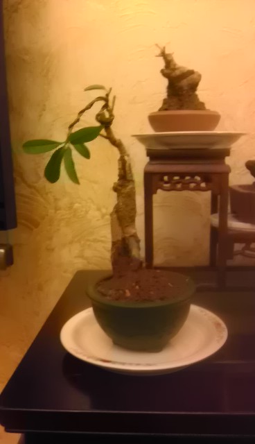 IMAG0193.jpg