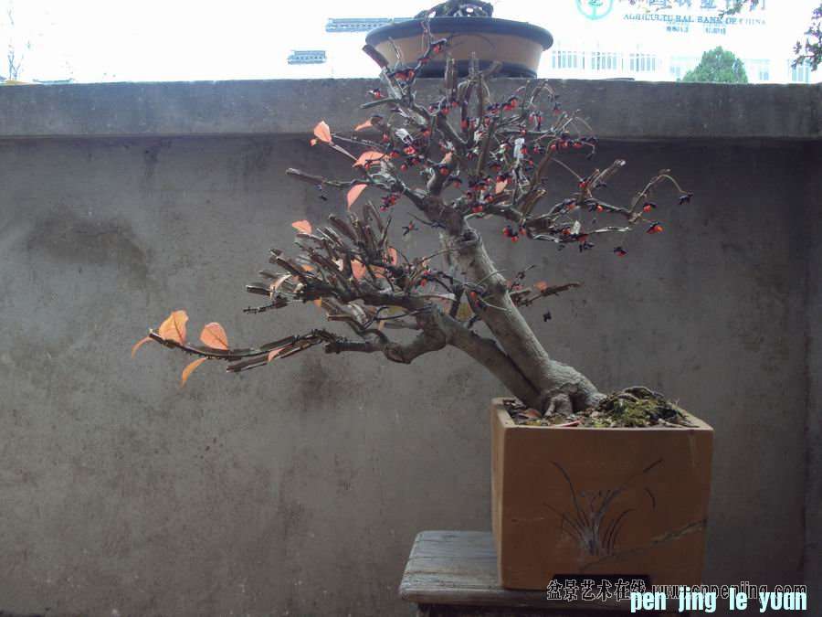 205159sl5lfgxwfn1nj5ms.jpg