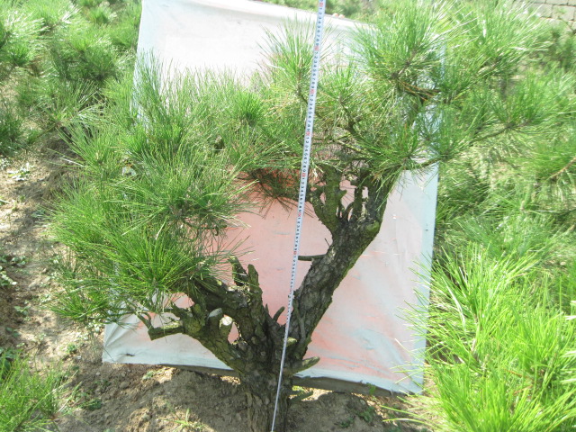 2012-10-18ĺز 015.jpg