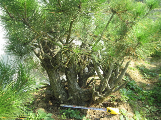 2012-10-18ĺز 024.jpg