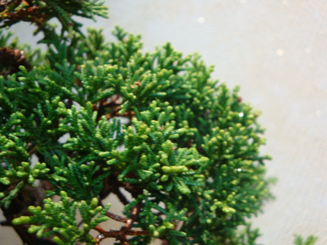 DSC01113.JPG