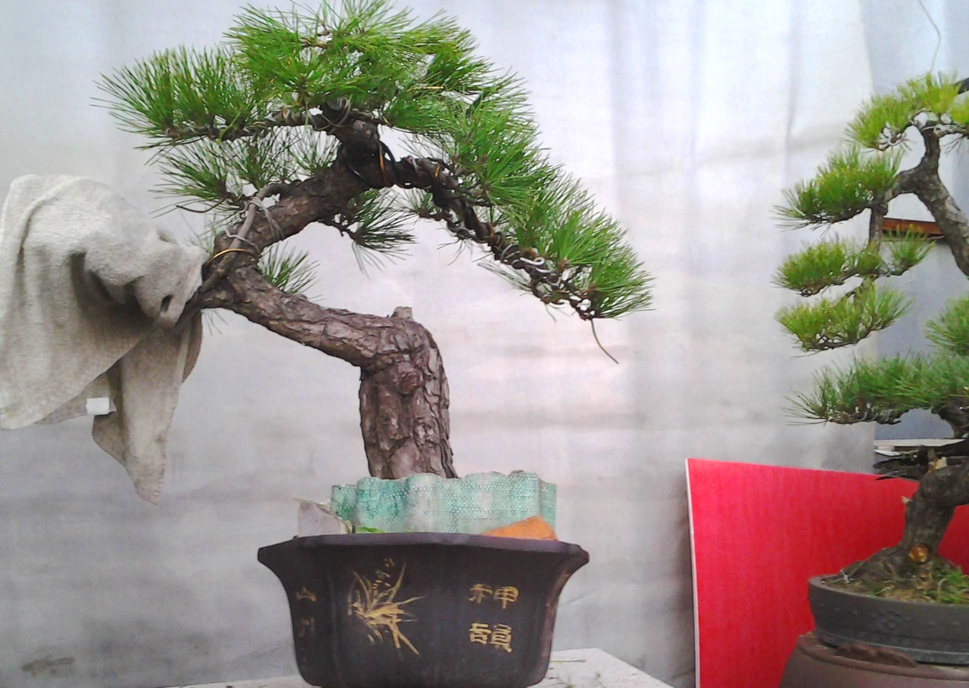 Ƭ0534.jpg