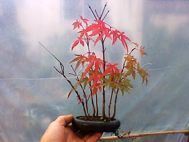 IMG1236A.jpg