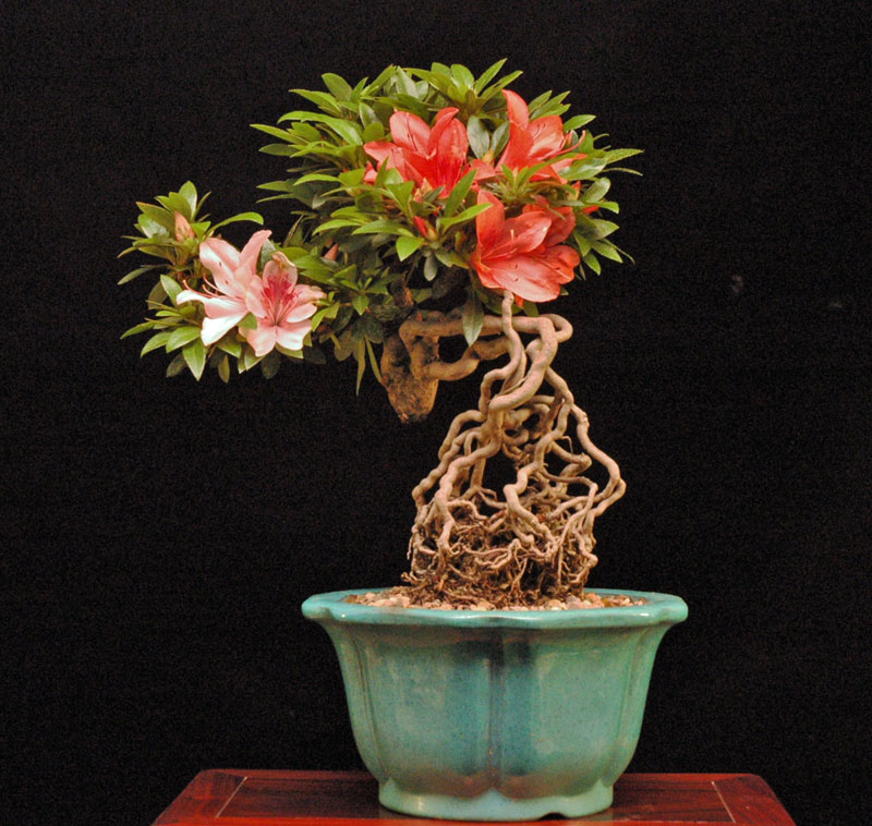 azalea14.jpg