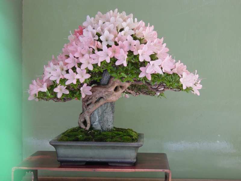 dsc00410.jpg