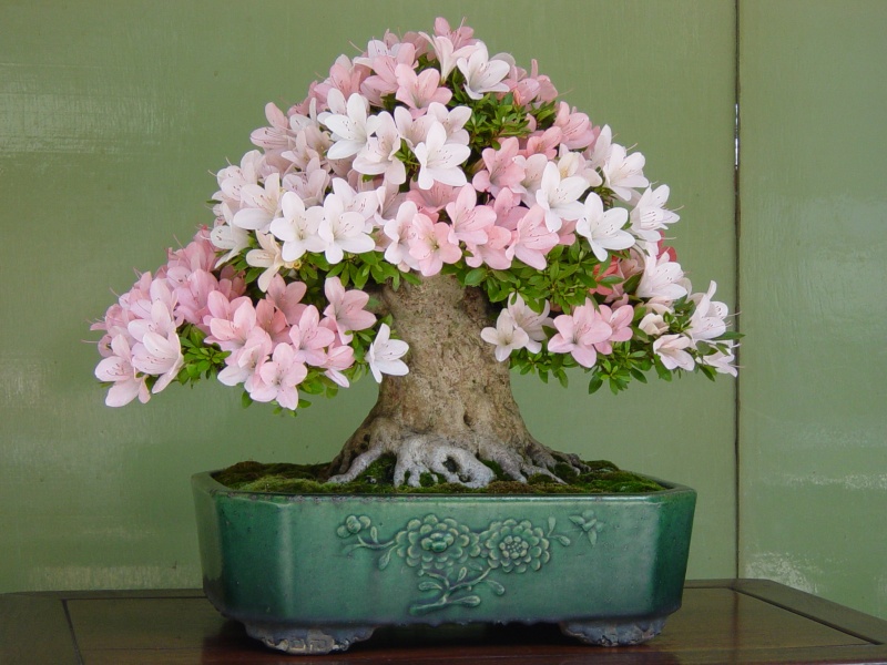 dsc00510.jpg