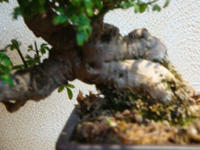 DSC01076.JPG