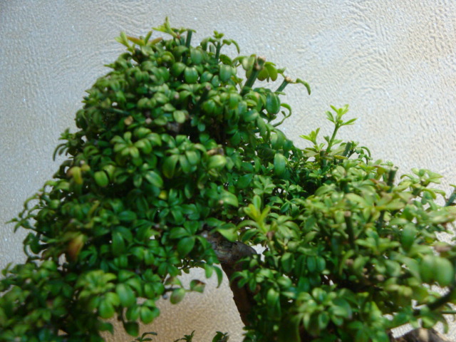 DSC01077.JPG