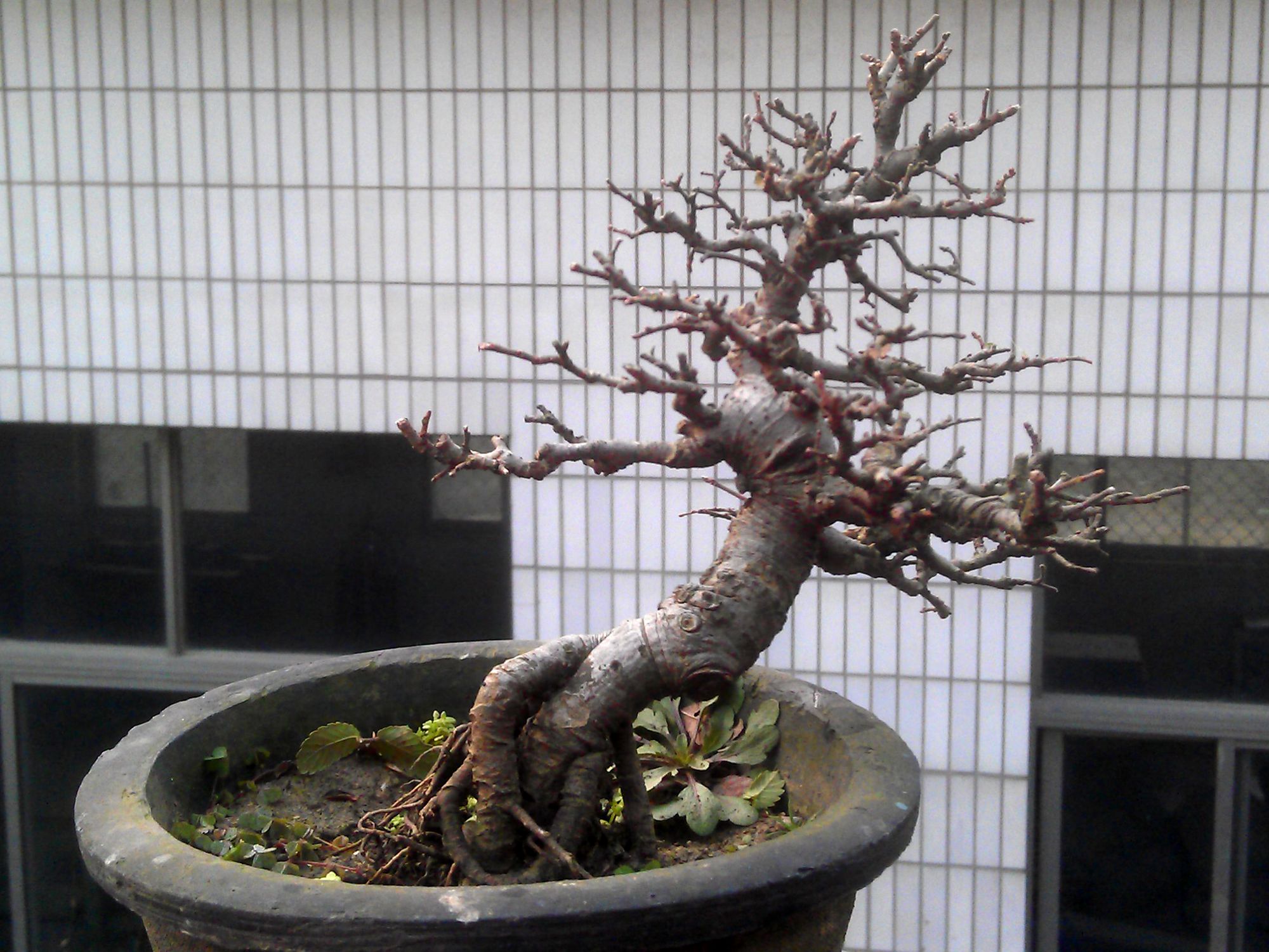 IMAG0249.jpg