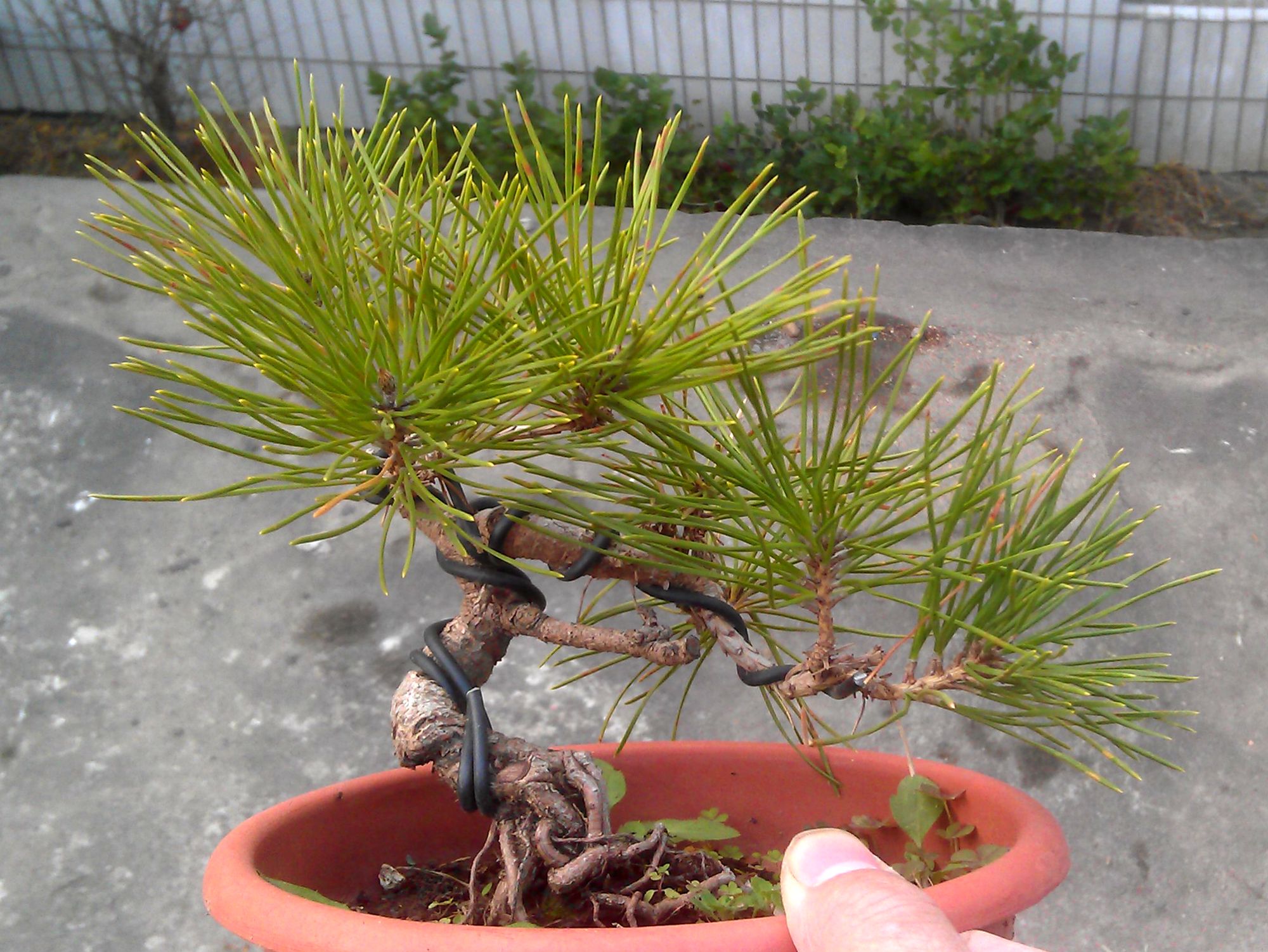 IMAG0251.jpg