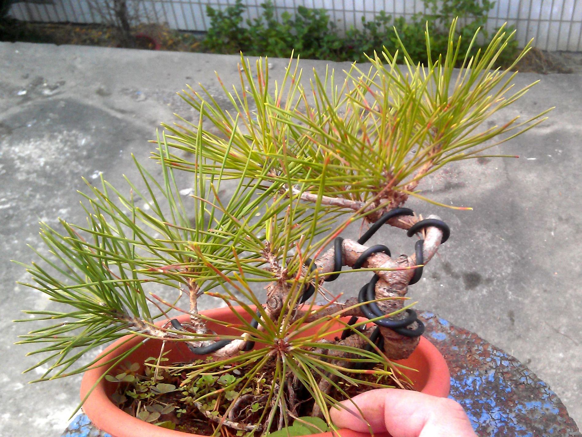 IMAG0252.jpg
