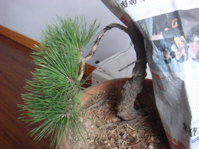 DSC03008.JPG
