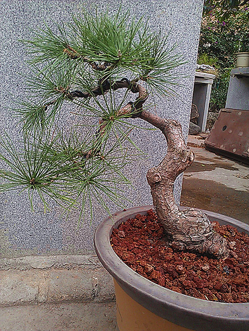 IMAG0568_.jpg