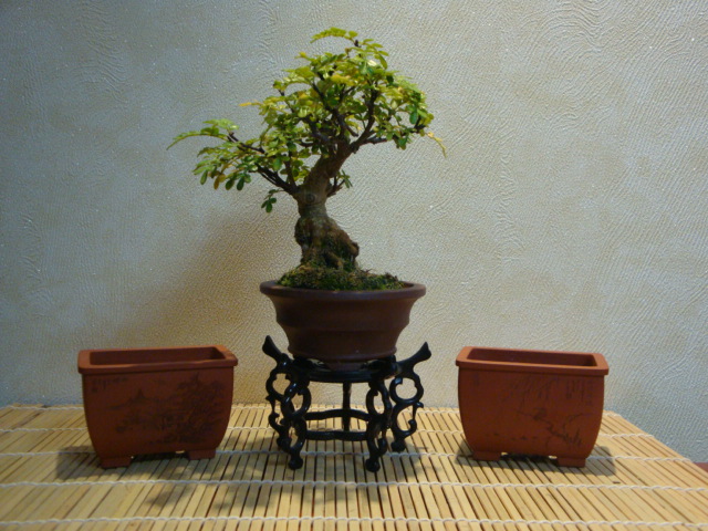 DSC01117.JPG