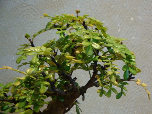DSC01119.JPG