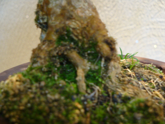 DSC01120.JPG
