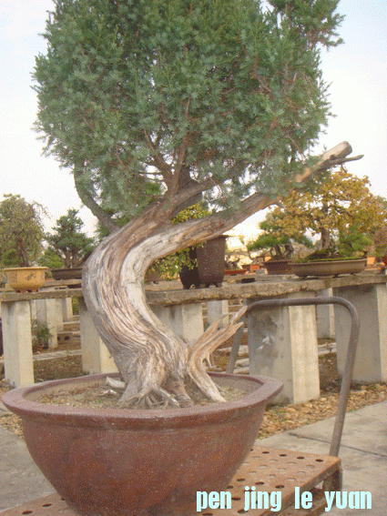 DSC06400.gif