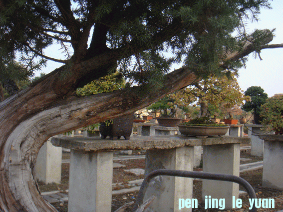 DSC06402.gif