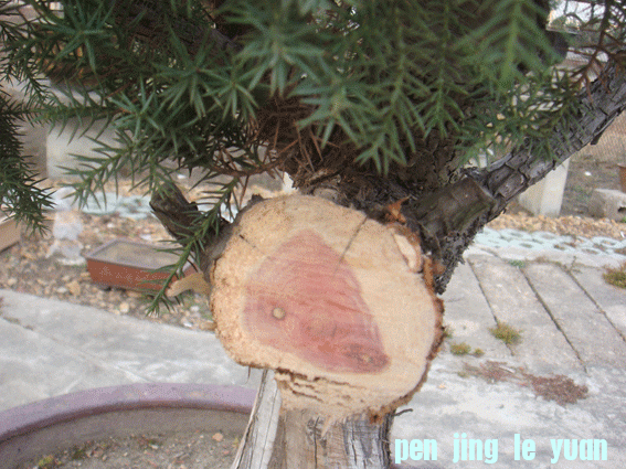 DSC06405.gif
