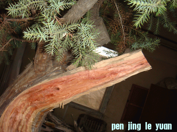 DSC06406.gif