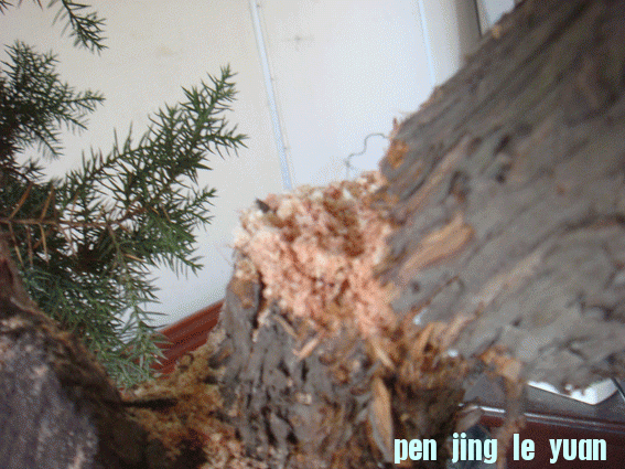 DSC06411.gif