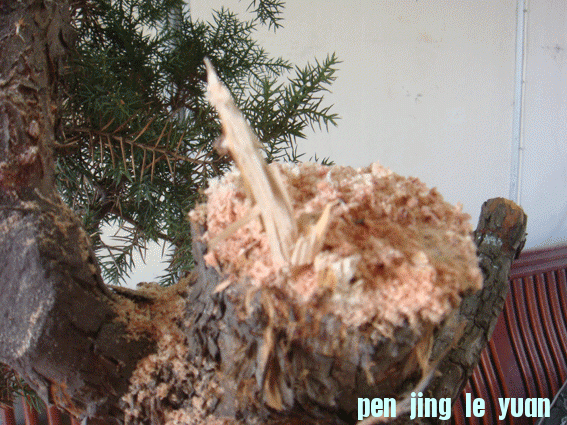 DSC06412.gif