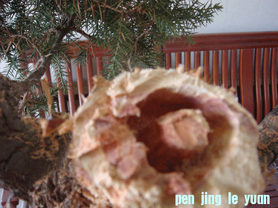 DSC06413.gif
