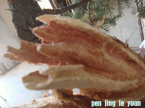 DSC06418.gif