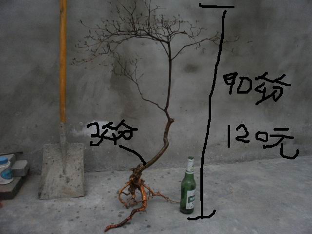 PB200122.JPG