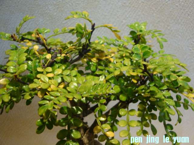 DSC01130.JPG