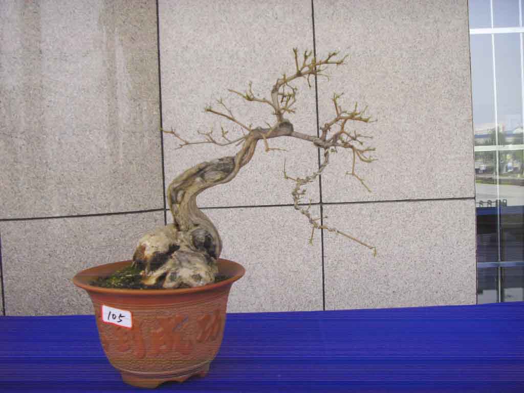 SDC12953.JPG