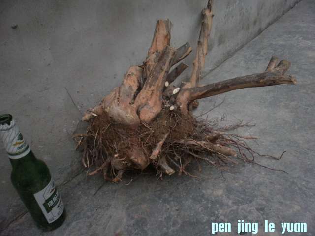 PB250130.JPG