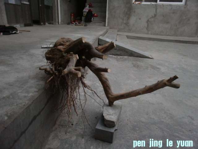 PB250132.JPG