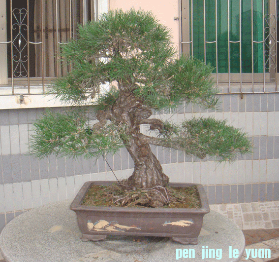 DSC06310.gif