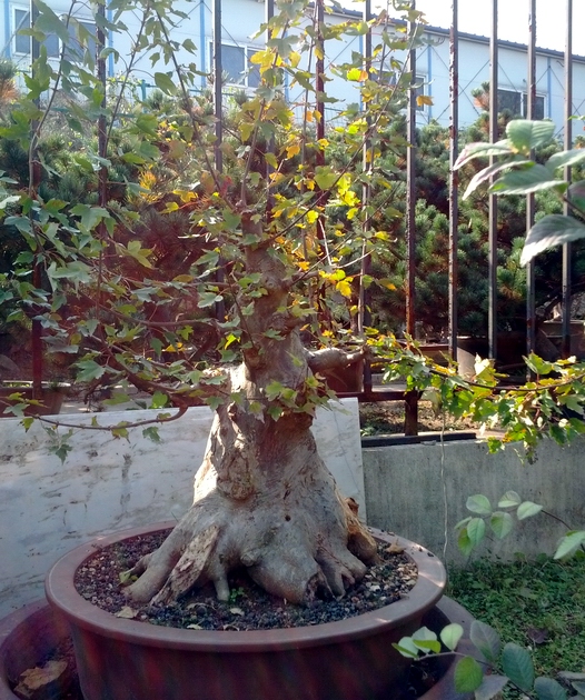IMG_20121118_110633.jpg