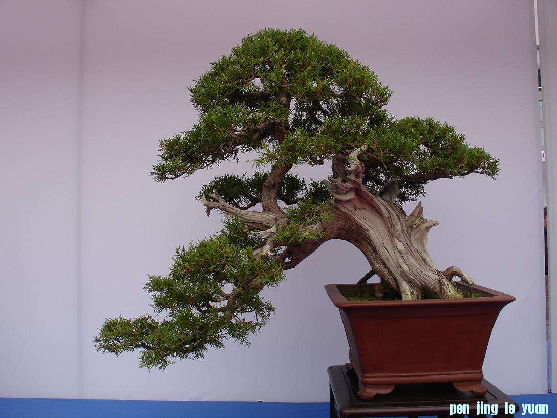 DSC00142A.JPG